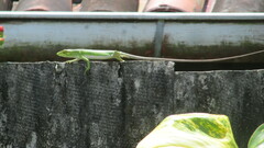 Polychrus marmoratus