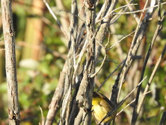 Setophaga palmarum palmarum