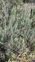 Artemisia filifolia