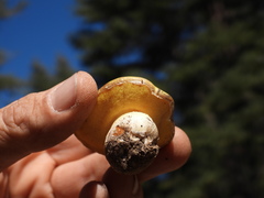 Suillus pseudobrevipes