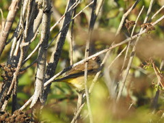 Setophaga palmarum palmarum