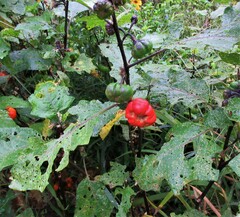 Solanum aethiopicum