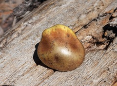 Suillus pseudobrevipes