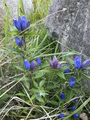 Gentiana andrewsii