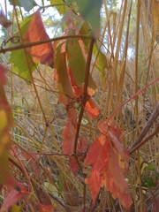 Parthenocissus quinquefolia