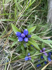 Gentiana andrewsii