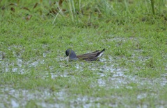 Porphyriops melanops