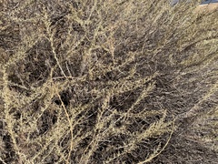 Artemisia californica