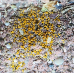 Candelariella aurella