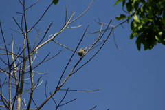 Tyrannus melancholicus