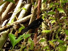 Sporophila corvina