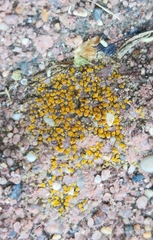 Candelariella aurella