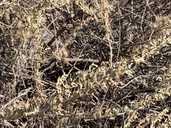 Artemisia californica