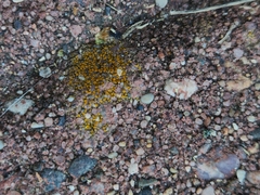 Candelariella aurella