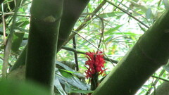 Pachystachys spicata