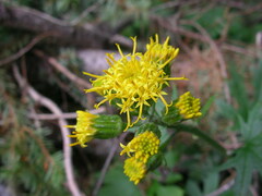 Cacaliopsis nardosmia