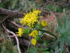 Cacaliopsis nardosmia