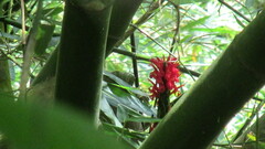 Pachystachys spicata