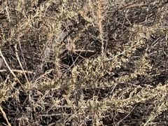 Artemisia californica