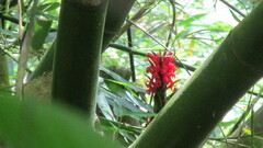 Pachystachys spicata