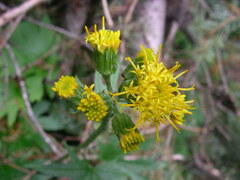 Cacaliopsis nardosmia