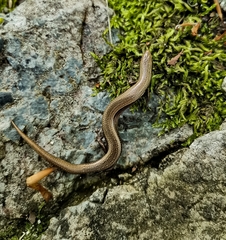 Ablepharus kitaibelii