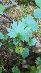 Boykinia occidentalis