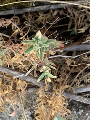 Epilobium canum