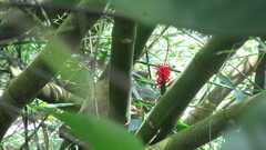 Pachystachys spicata