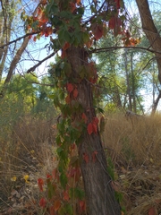 Parthenocissus quinquefolia