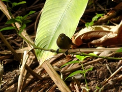 Sporophila corvina