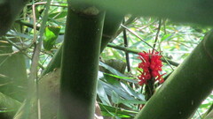 Pachystachys spicata