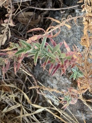 Epilobium canum