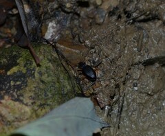 Nebria lacustris