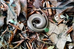 Ablepharus kitaibelii