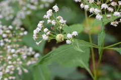 Schizomyia eupatoriflorae