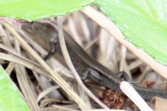 Lampropholis delicata