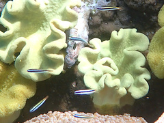 Thalassoma amblycephalus