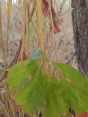 Parthenocissus quinquefolia
