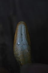 Thamnophis proximus rutiloris