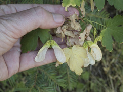 Acer glabrum
