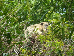 Alouatta caraya