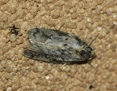 Philobota baryptera