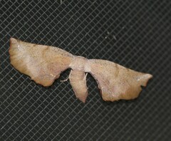 Parepisparis multicolora