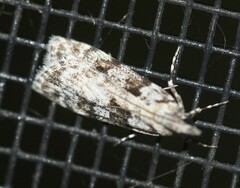 Scoparia chiasta