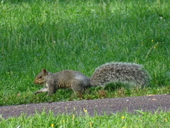 Sciurus carolinensis
