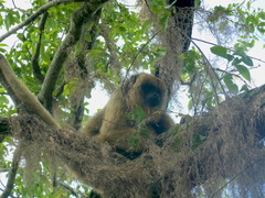 Alouatta caraya