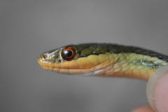 Thamnophis proximus rutiloris