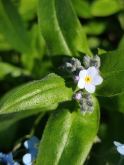Myosotis sylvatica