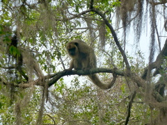 Alouatta caraya